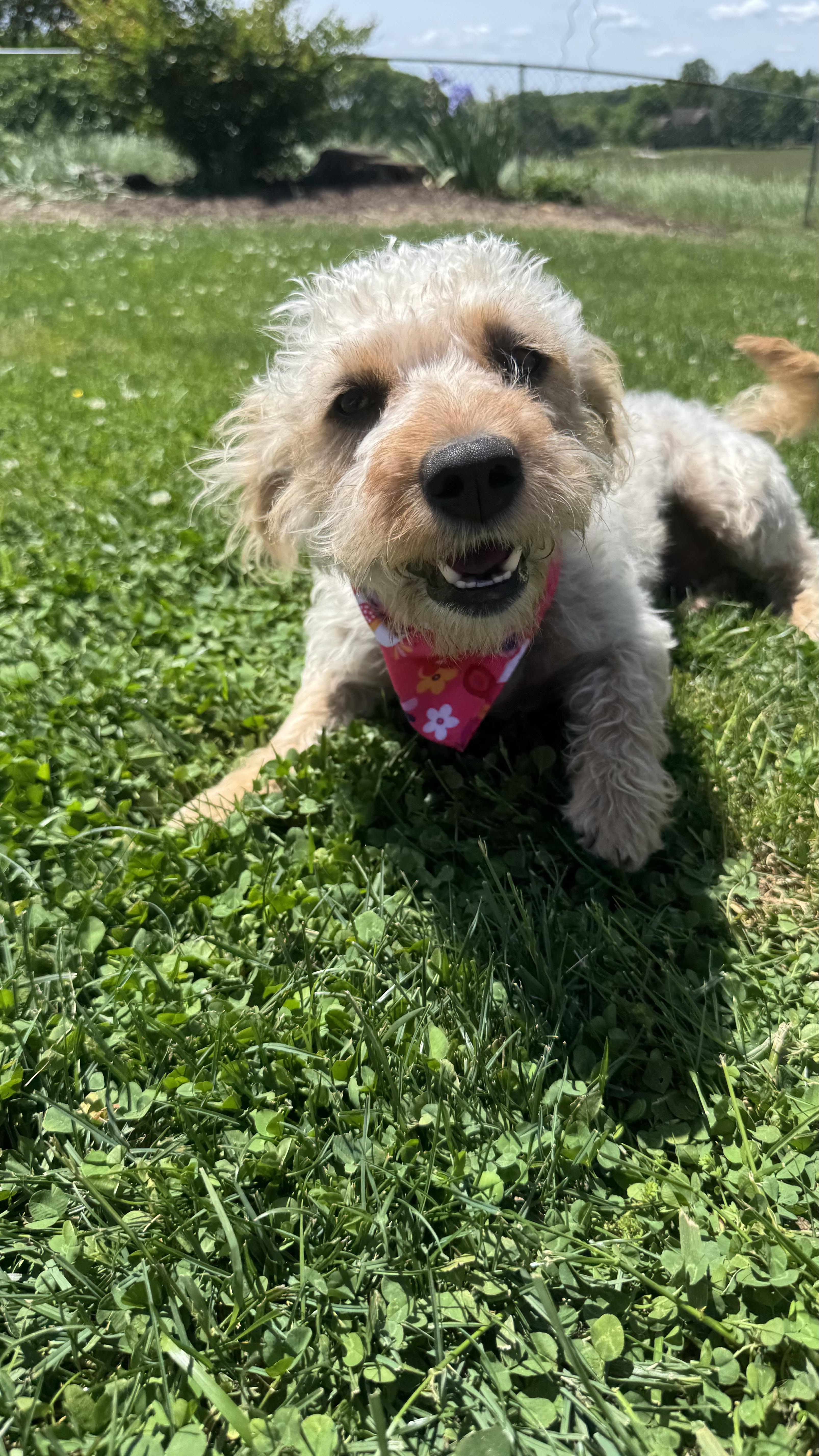 Banana Pudding, an adopted Poodle in Knoxville, TN image 4/5