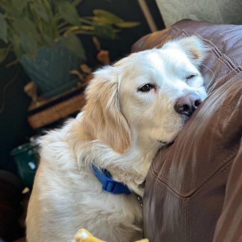 Enlarge Bradly, a Adoptable mixed breed in Grand Junction, CO image 1/6