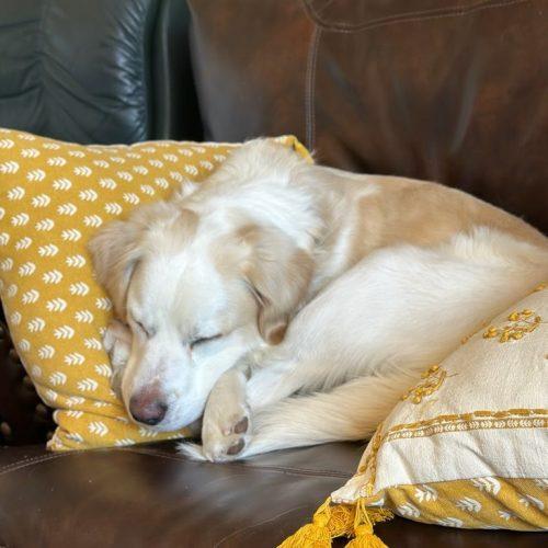 Enlarge Bradly, a Adoptable mixed breed in Grand Junction, CO image 2/6