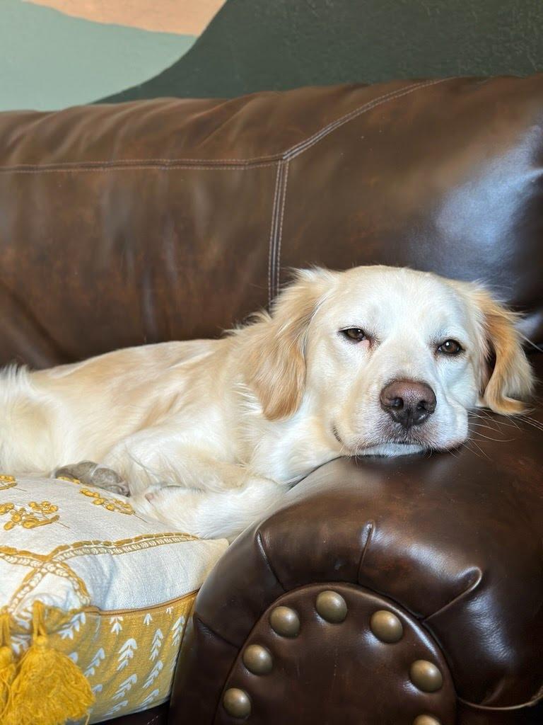 Enlarge Bradly, a Adoptable mixed breed in Grand Junction, CO image 3/6