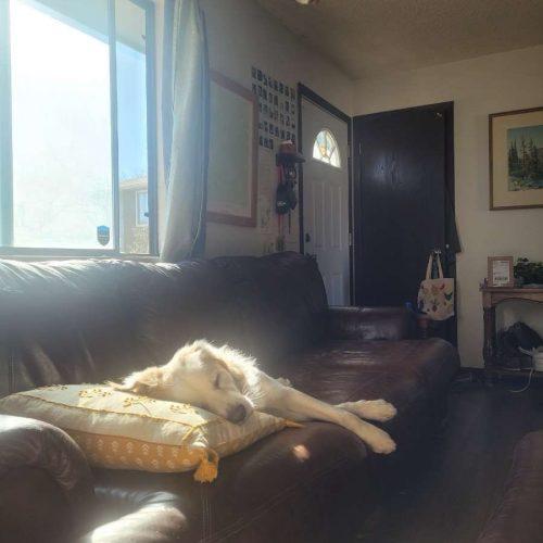 Enlarge Bradly, a Adoptable mixed breed in Grand Junction, CO image 4/6