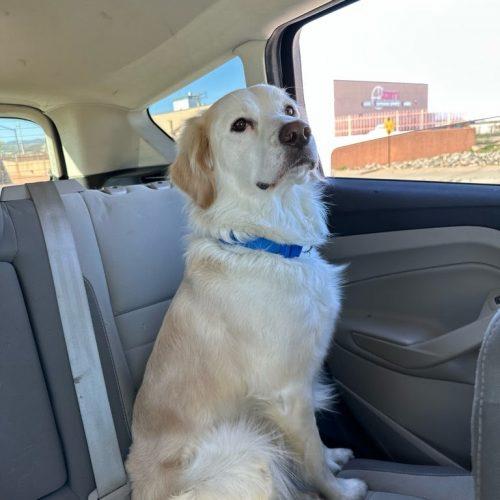 Enlarge Bradly, a Adoptable mixed breed in Grand Junction, CO image 5/6