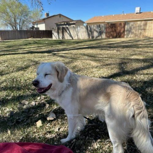 Enlarge Bradly, a Adoptable mixed breed in Grand Junction, CO image 6/6