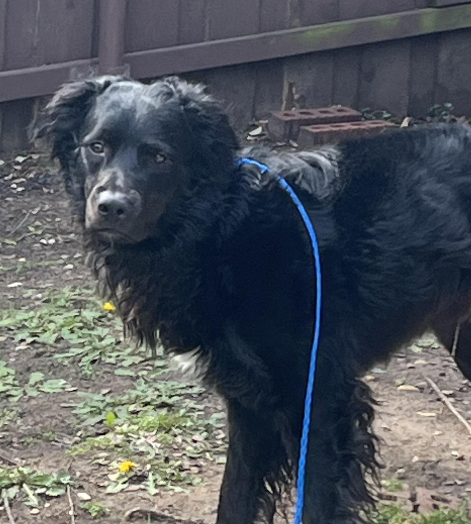 Gomez, ADOPTABLE, Adult Male Black Labrador Retriever & Flat-Coated Retriever.