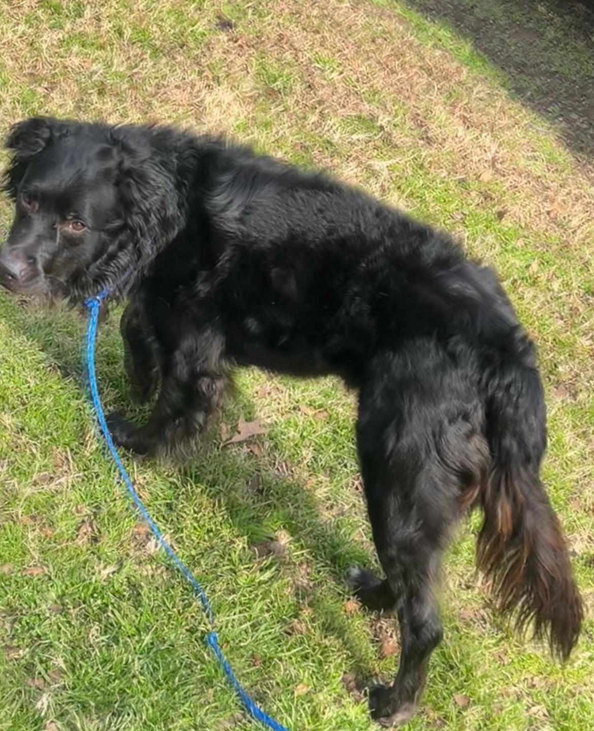 Enlarge Gomez, a ADOPTABLE mixed breed in Dallas, TX image 3/3