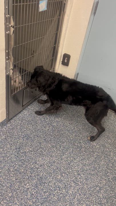 Enlarge Gomez, a ADOPTABLE mixed breed in Dallas, TX video 2/3