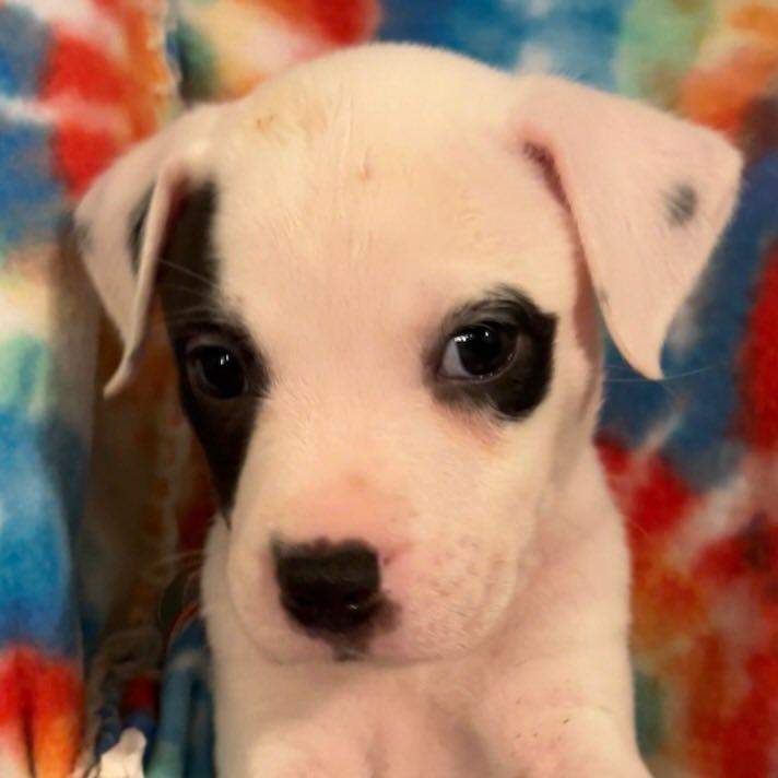 Enlarge Marshall, a Adoptable mixed breed in Fort Mill, SC image 3/5