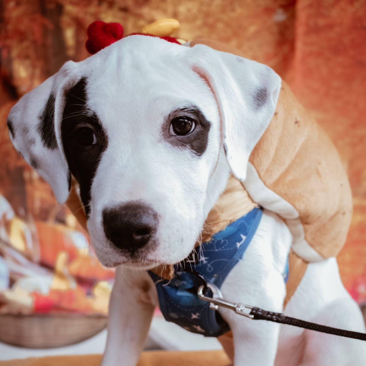 Enlarge Marshall, a Adoptable mixed breed in Fort Mill, SC image 1/5