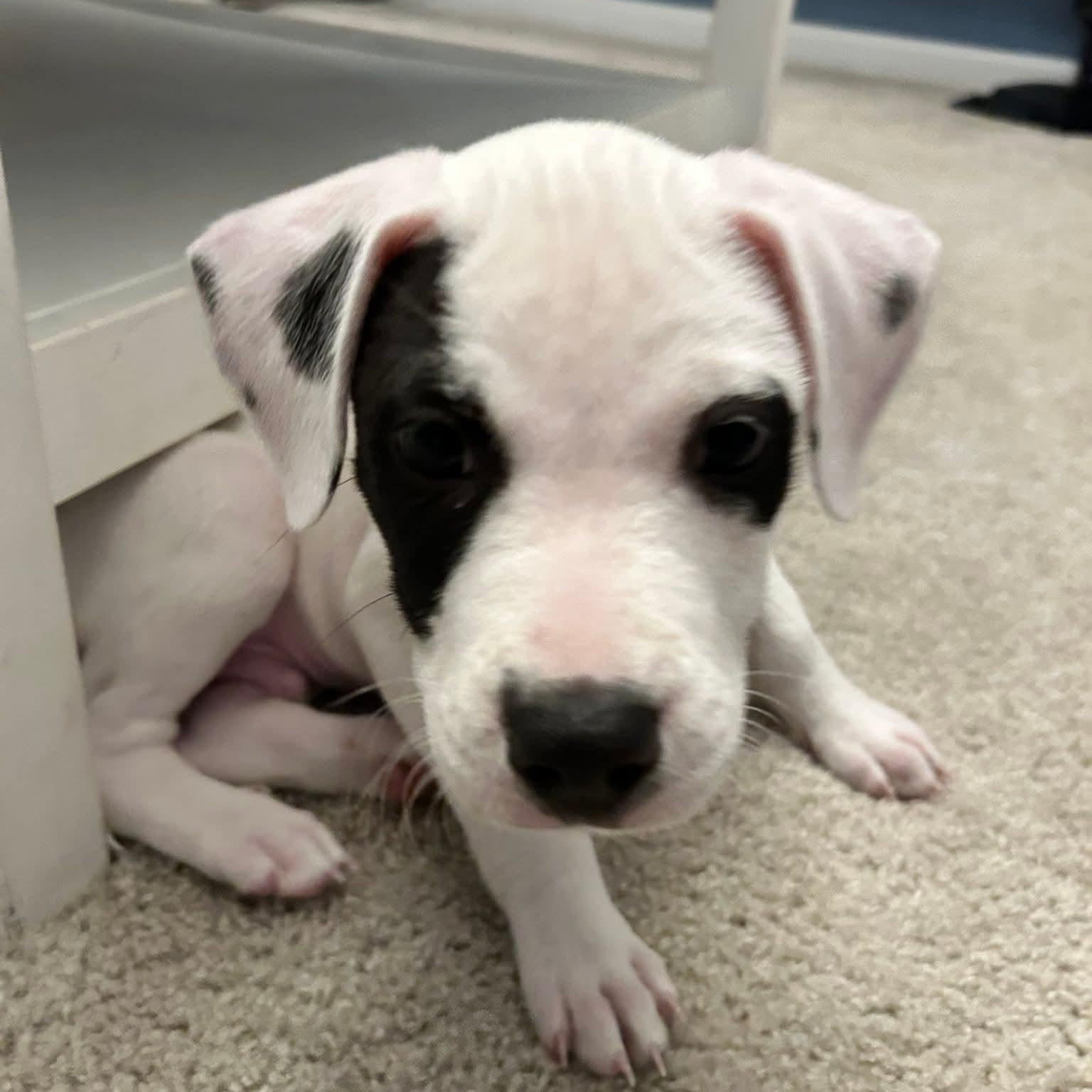 Enlarge Marshall, a Adoptable mixed breed in Fort Mill, SC image 4/5