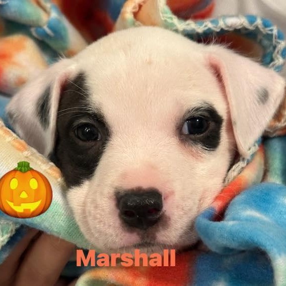 Marshall thumbnail 4