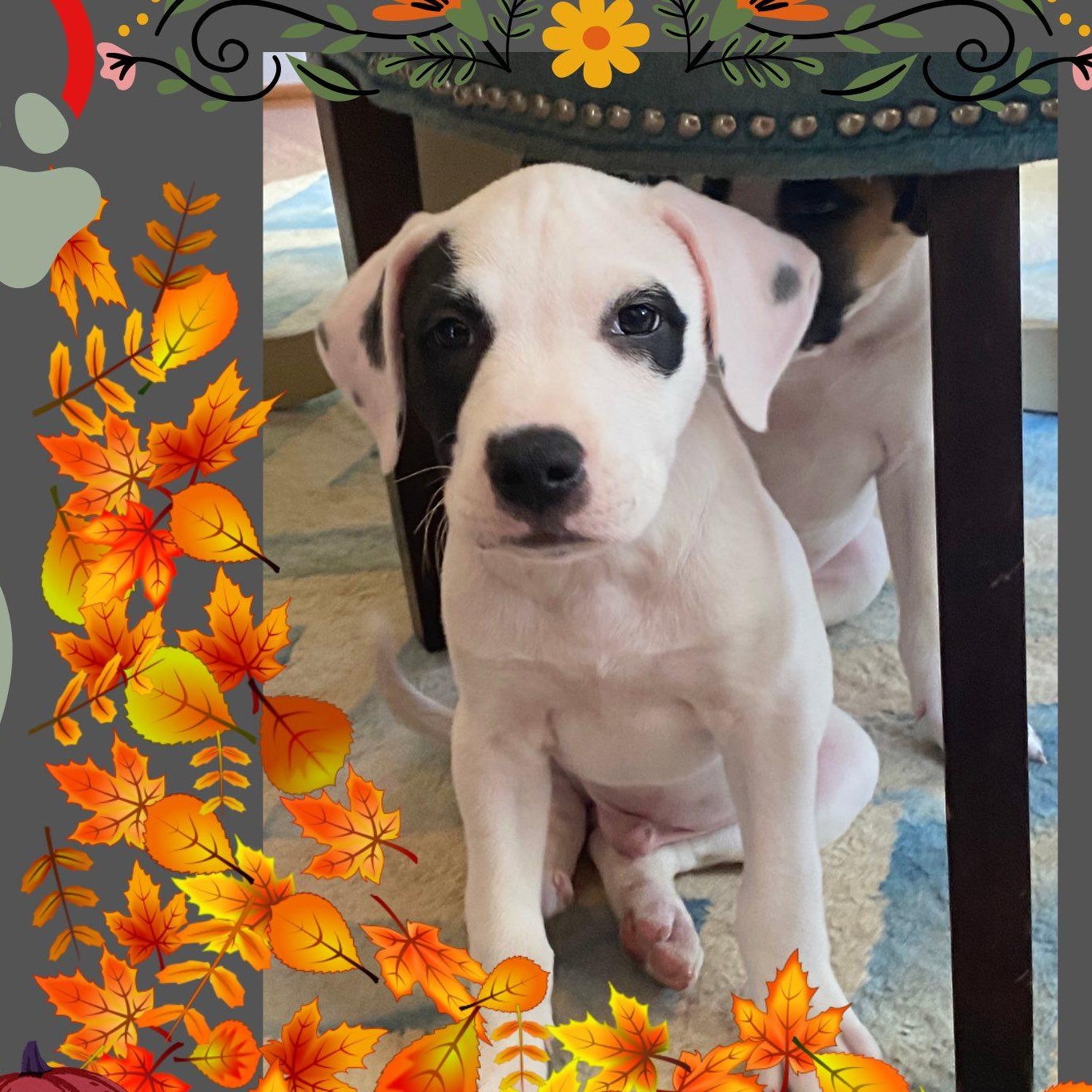 Enlarge Marshall, a Adoptable mixed breed in Fort Mill, SC image 2/5