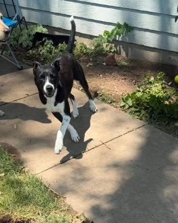 Enlarge Maggie, a Adoptable mixed breed in Plattsmouth, NE image 2/4