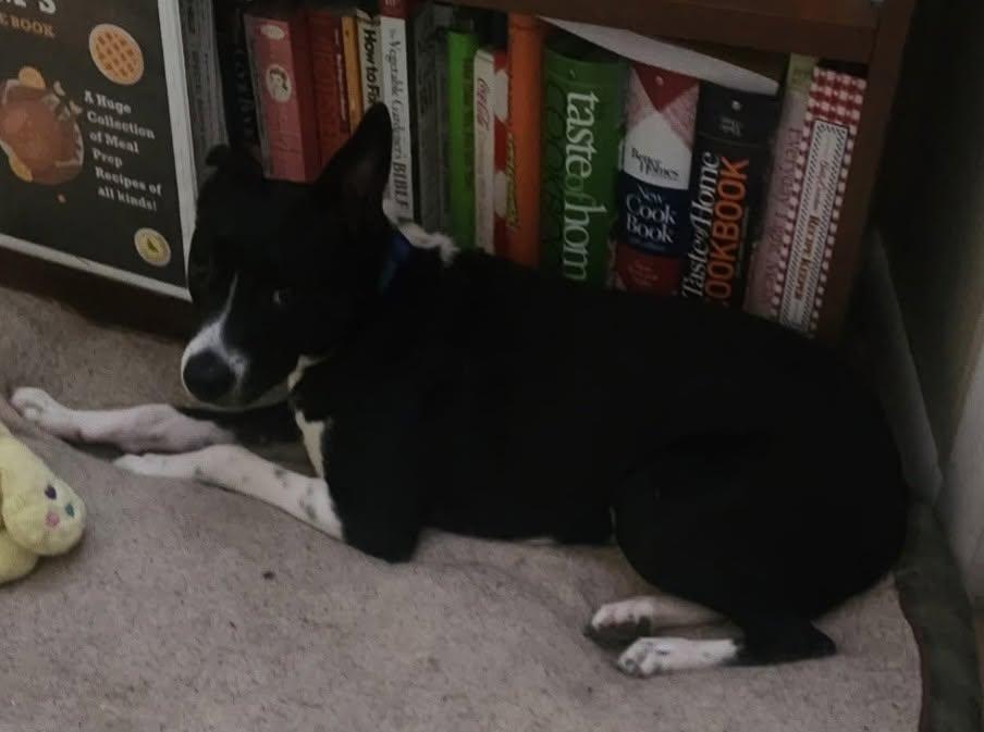 Enlarge Maggie, a Adoptable mixed breed in Plattsmouth, NE image 4/4