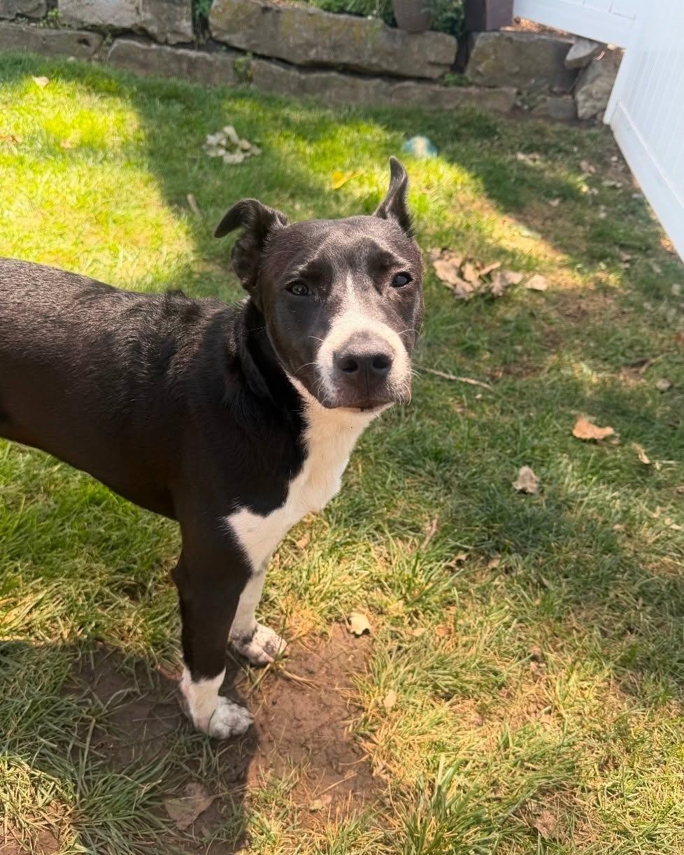 Enlarge Maggie, a Adoptable mixed breed in Plattsmouth, NE image 3/4