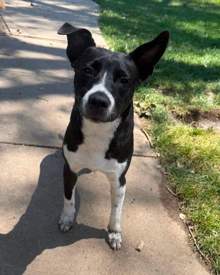 Maggie, Adoptable, Young Female Mixed Breed.