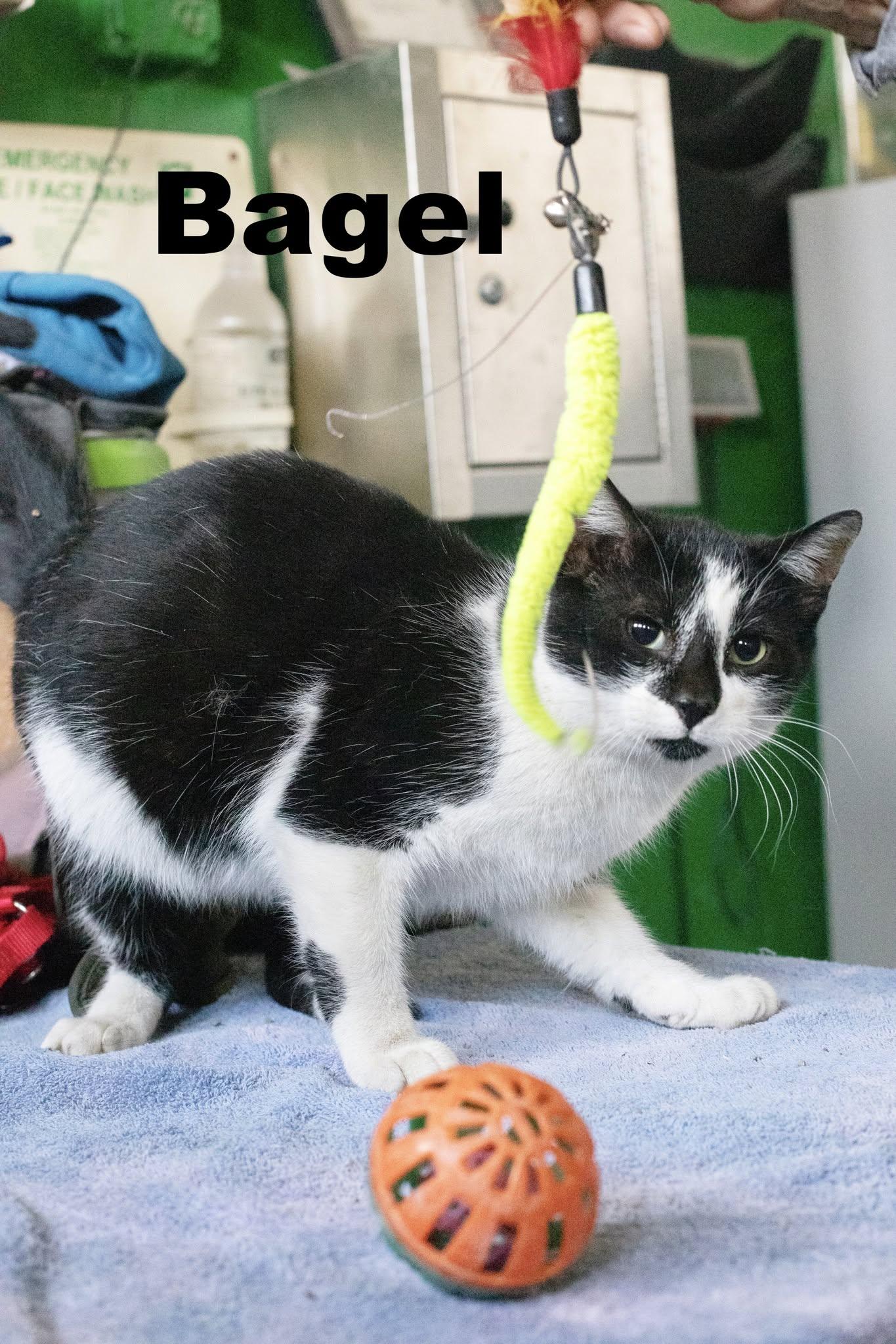 Bagel, ADOPTABLE, Adult Male Domestic Short Hair.