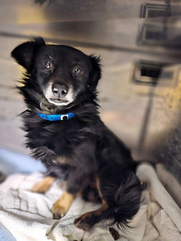 Enlarge Nestle, a Adoptable mixed breed in Herriman, UT image 1/2
