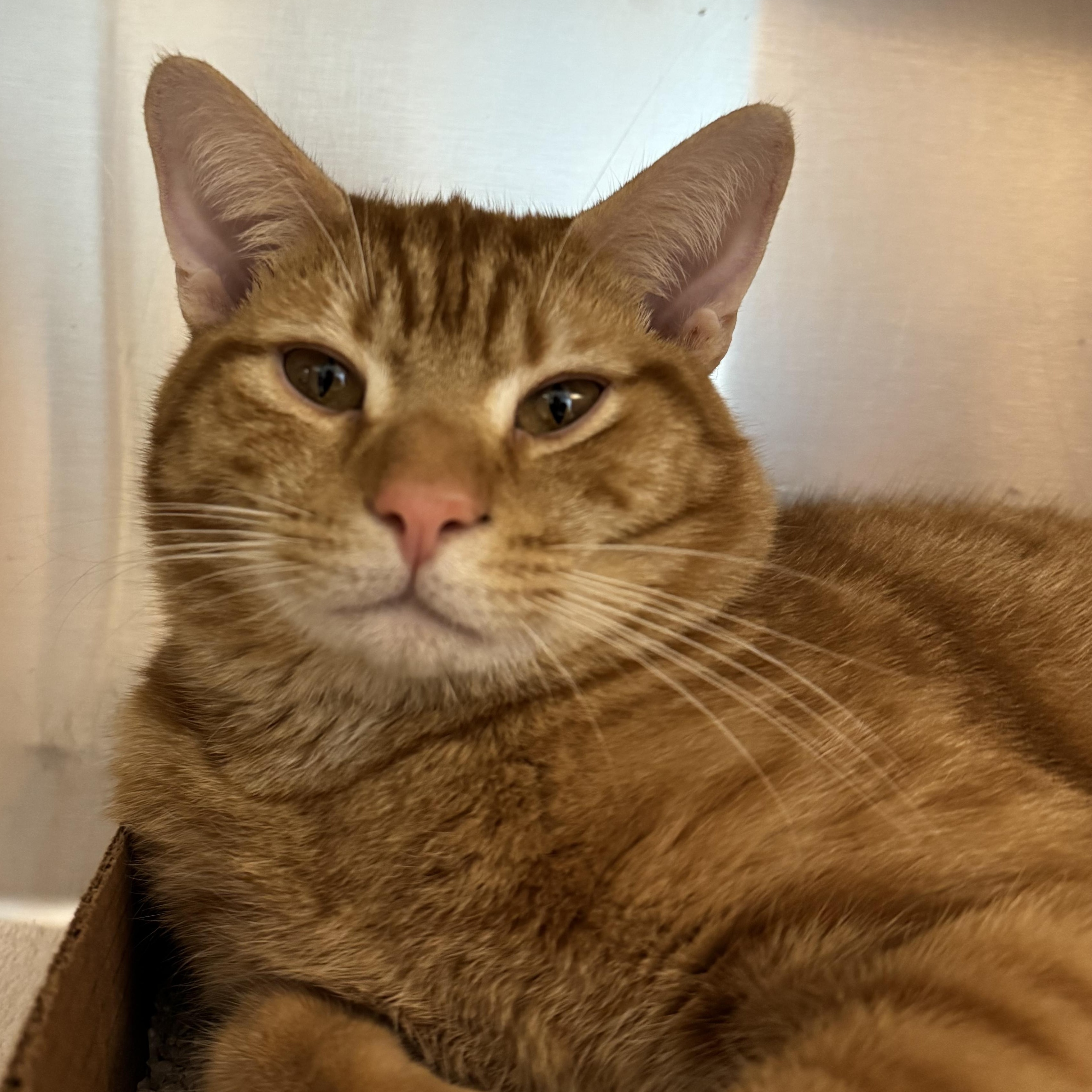 Enlarge Ned, an adopted Domestic Short Hair in Reisterstown, MD image 1/2