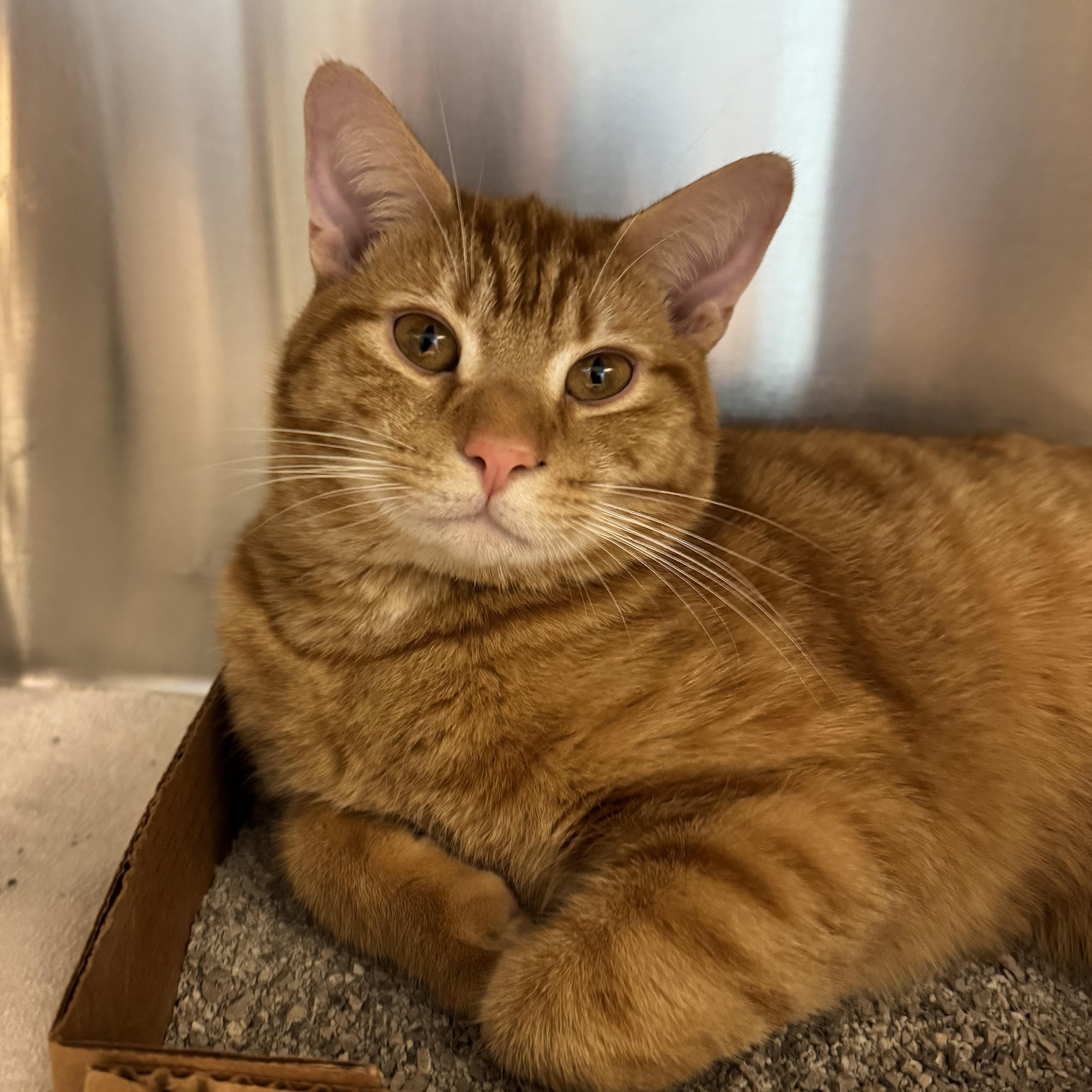 Enlarge Ned, an adopted Domestic Short Hair in Reisterstown, MD image 2/2