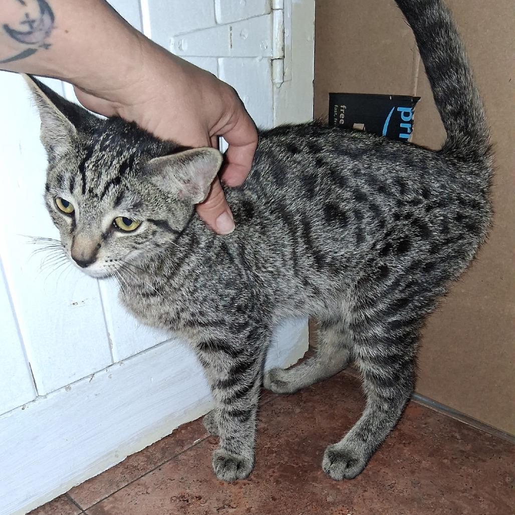 Chad, Adoptable, Kitten Male Domestic Short Hair.