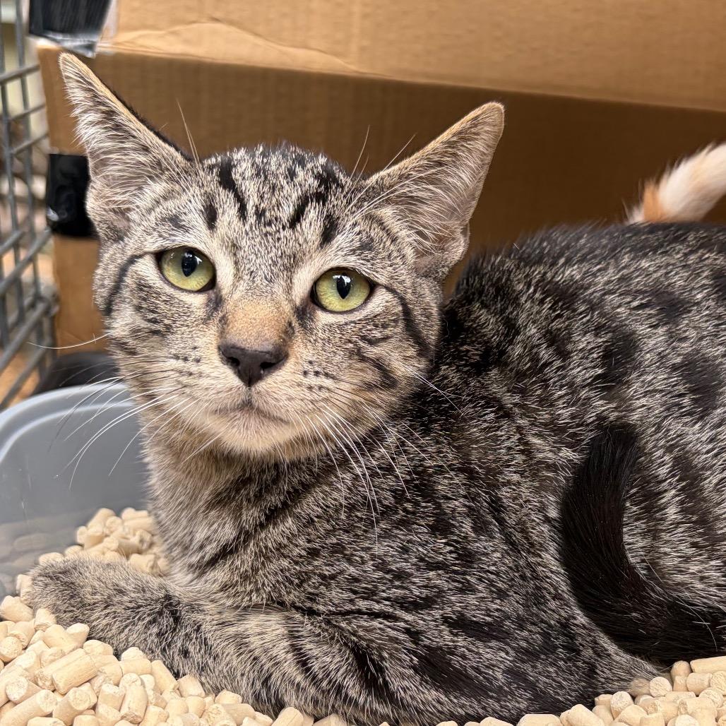 Enlarge Chad, a Adoptable Domestic Short Hair in Calimesa, CA image 2/4
