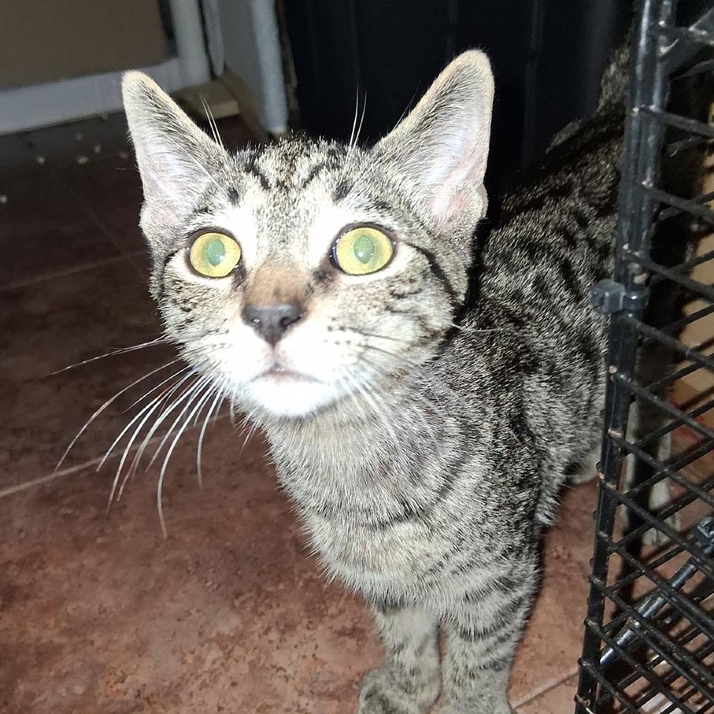 Enlarge Chad, a Adoptable Domestic Short Hair in Calimesa, CA image 3/4