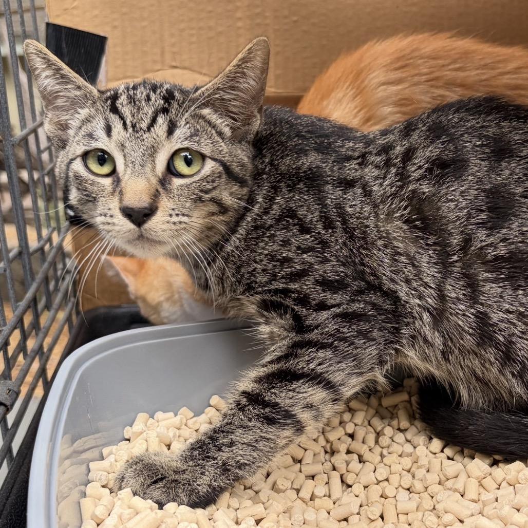 Enlarge Chad, a Adoptable Domestic Short Hair in Calimesa, CA image 4/4