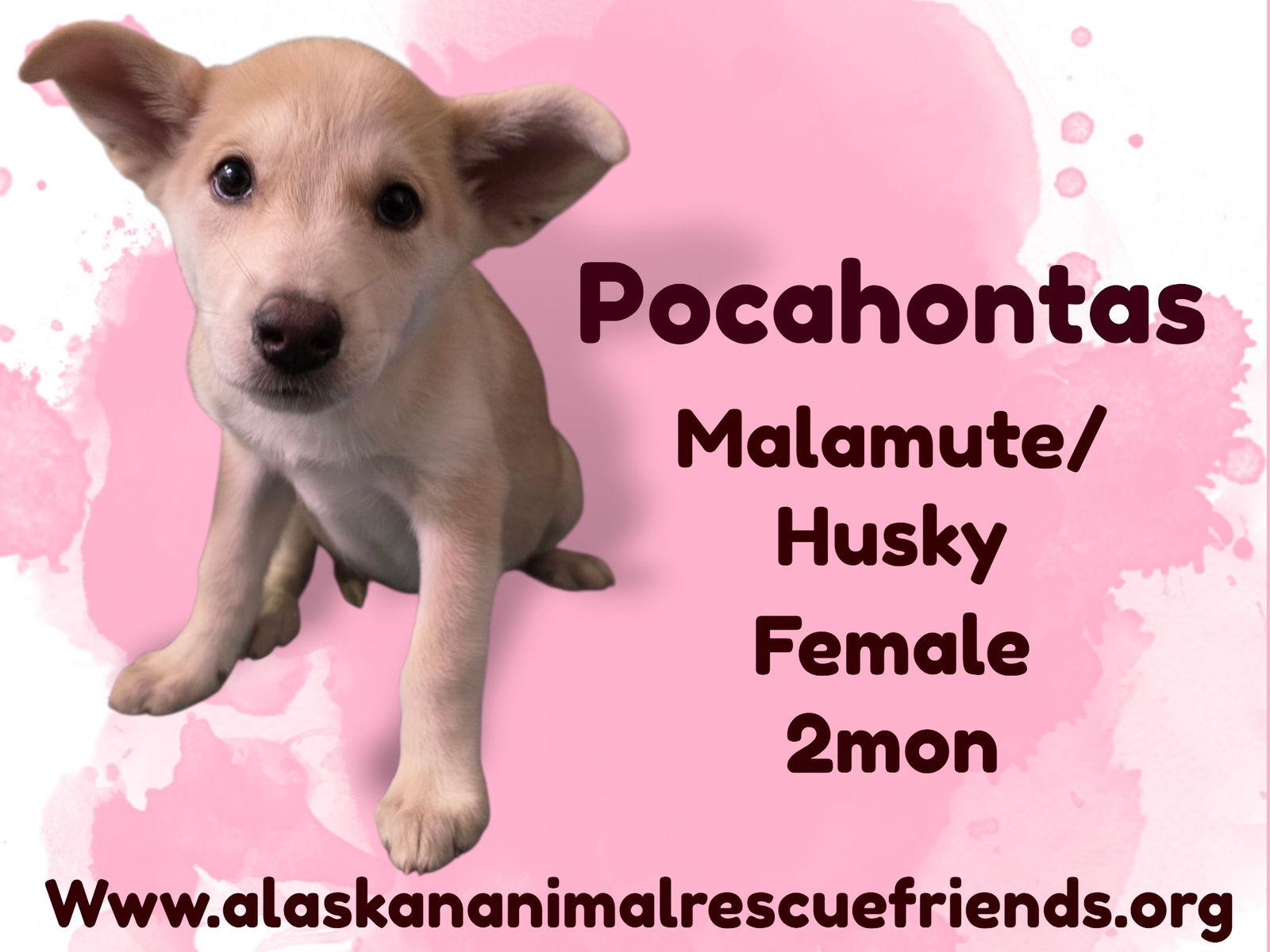 Pocahontas, Adoptable, Puppy Female Alaskan Malamute & Husky.