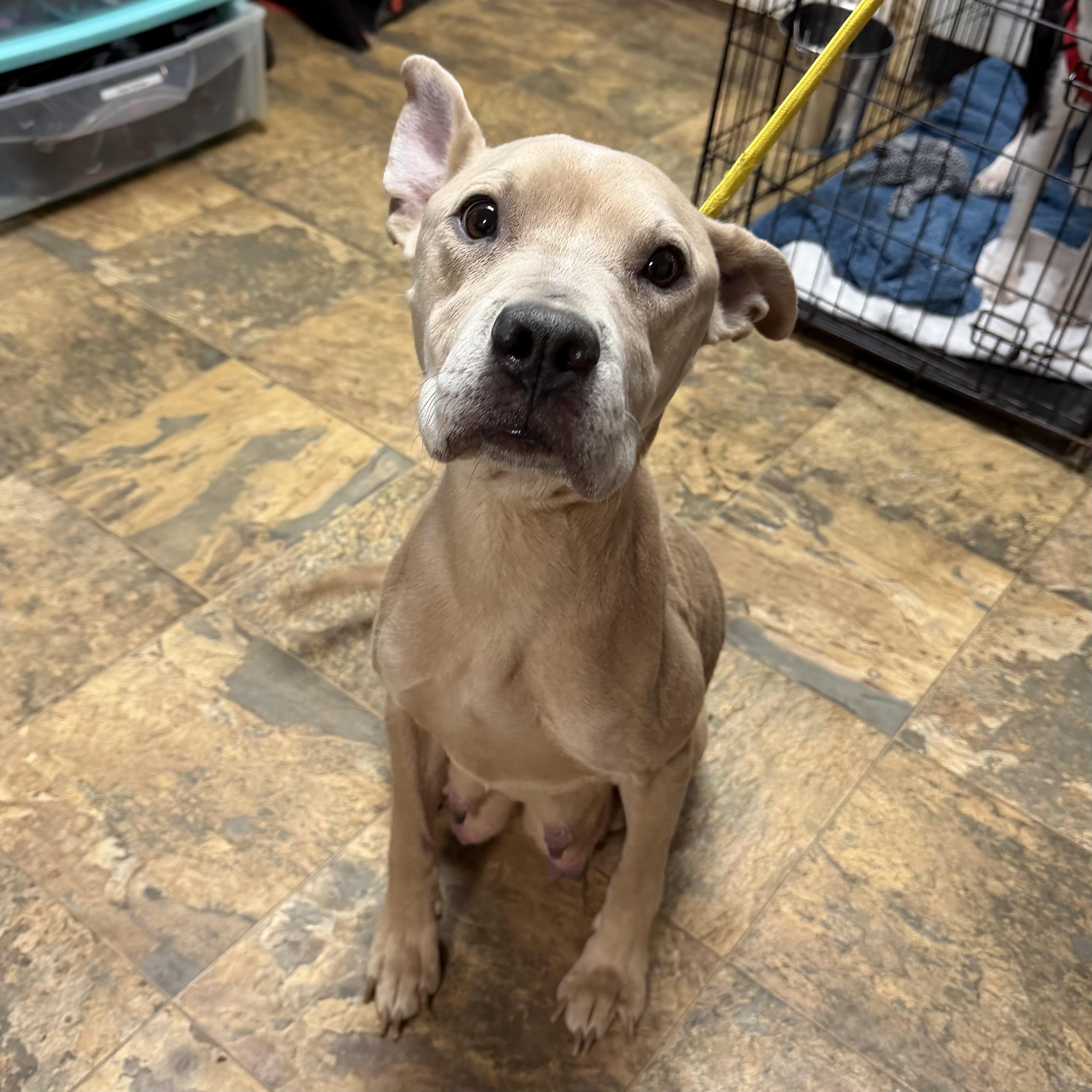 Olive Ridley — thumbnail 3