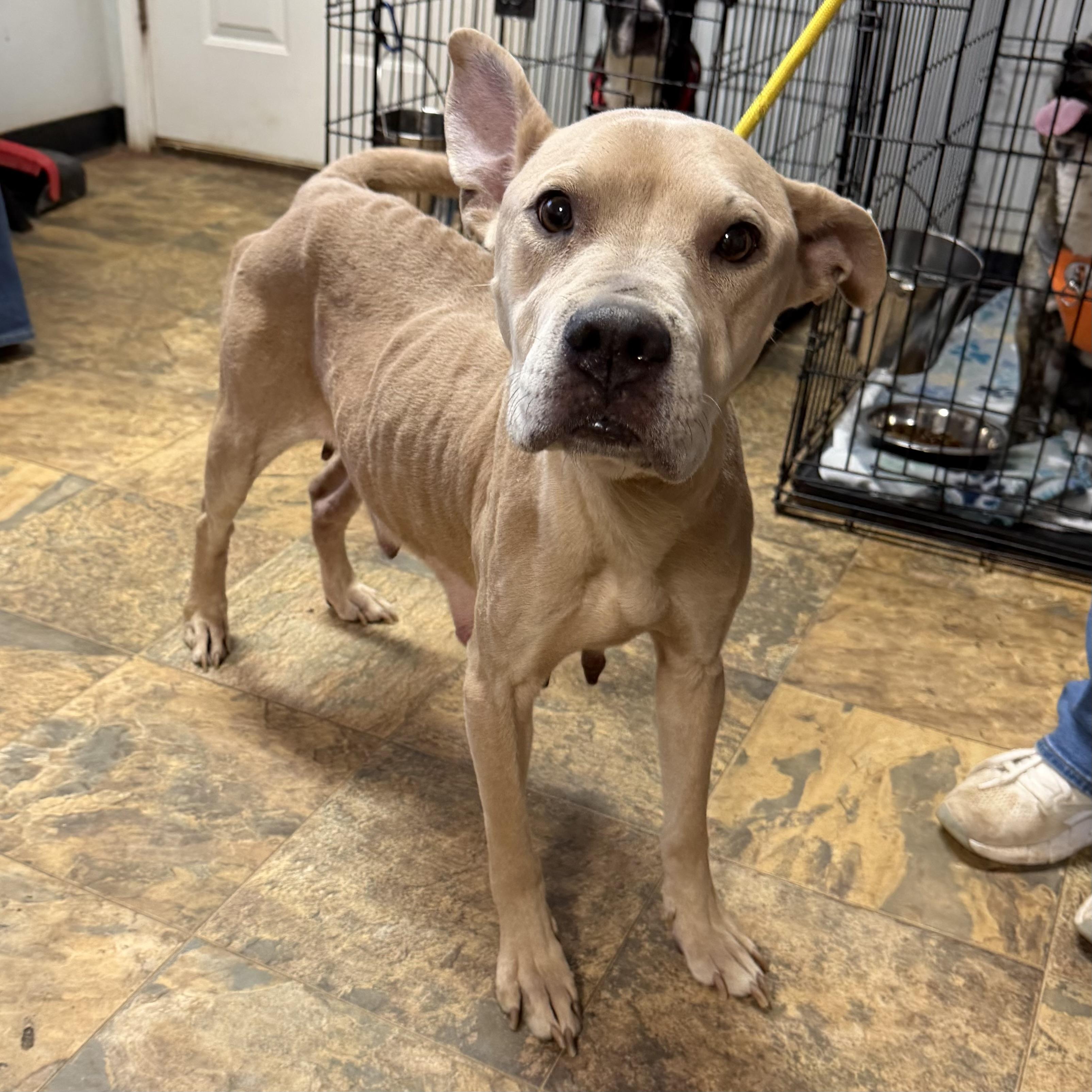 Olive Ridley — thumbnail 5