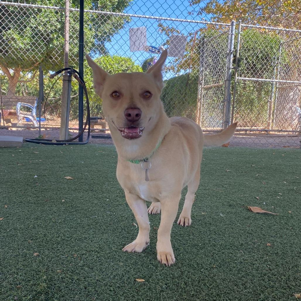 Harmony, Adoptable, Adult Female Cardigan Welsh Corgi & Mixed Breed.