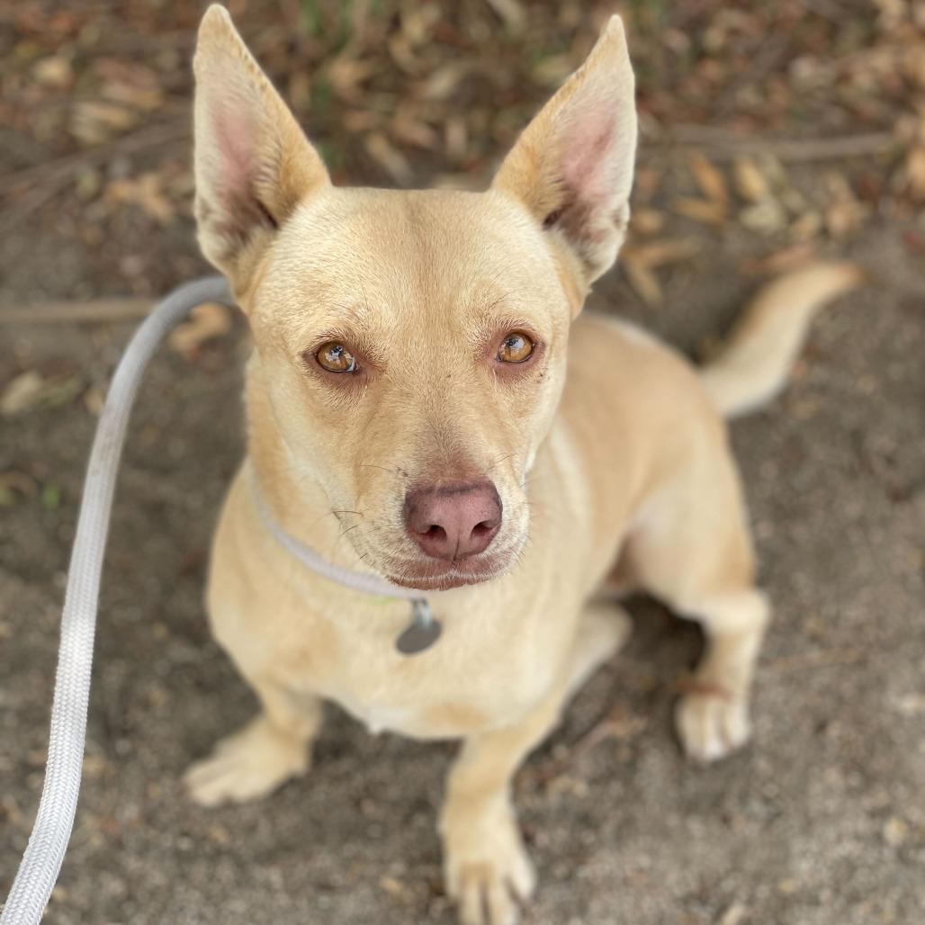 Enlarge Harmony, a Adoptable mixed breed in Riverside, CA image 2/6