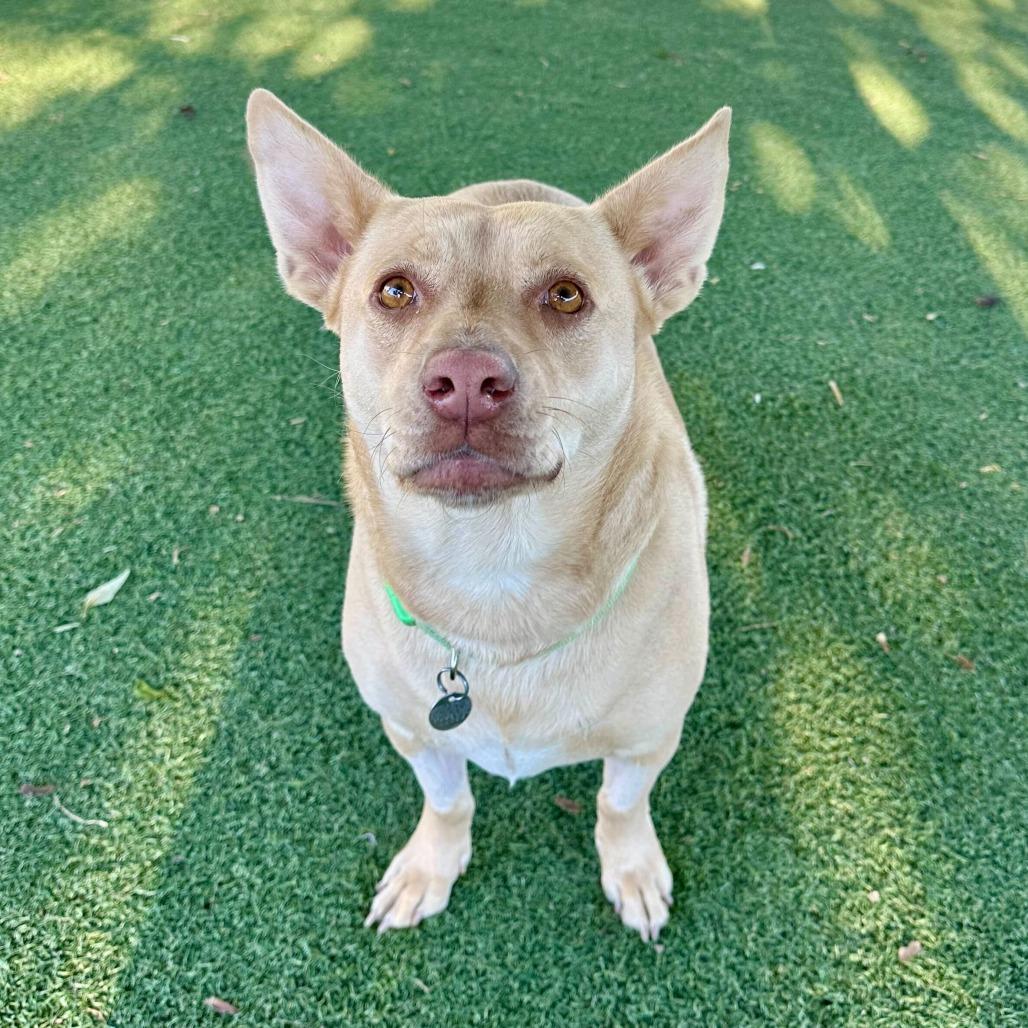 Enlarge Harmony, a Adoptable mixed breed in Riverside, CA image 3/6