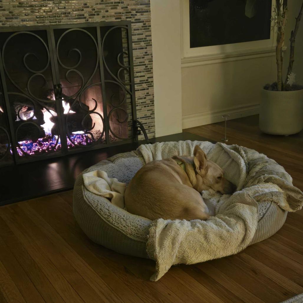 Enlarge Harmony, a Adoptable mixed breed in Riverside, CA image 3/6