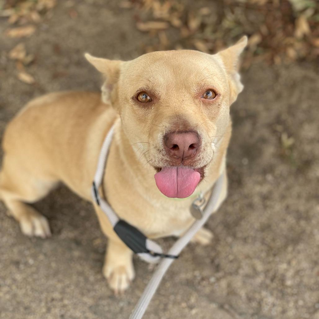 Enlarge Harmony, a Adoptable mixed breed in Riverside, CA image 4/6