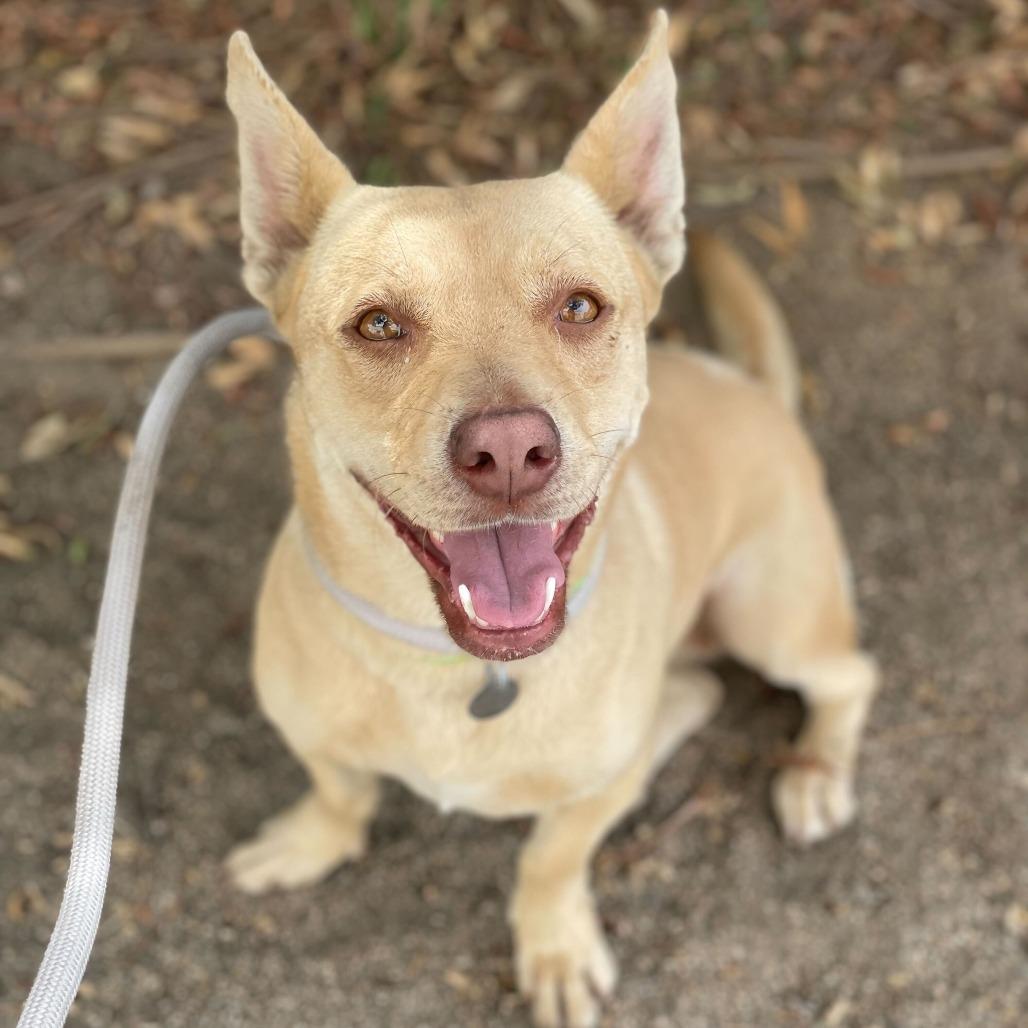 Enlarge Harmony, a Adoptable mixed breed in Riverside, CA image 5/6