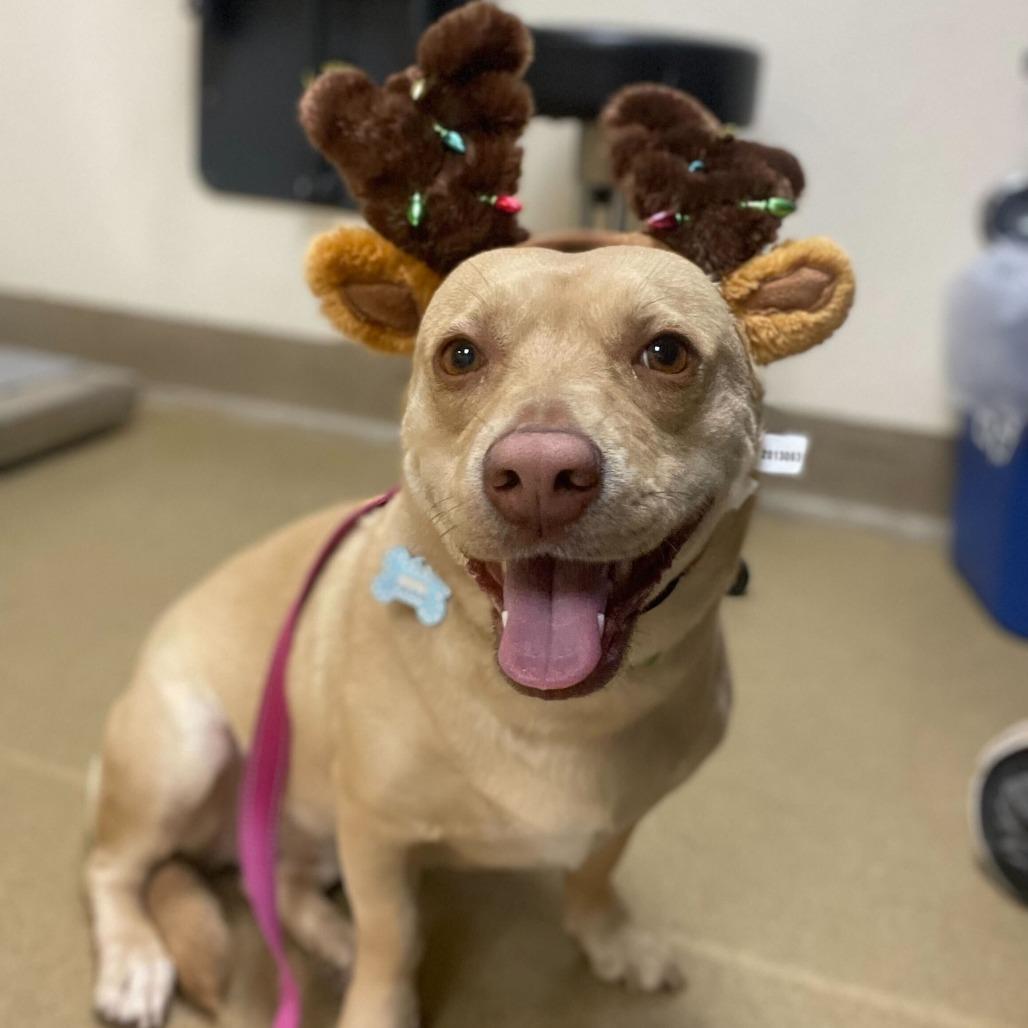 Enlarge Harmony, a Adoptable mixed breed in Riverside, CA image 6/6