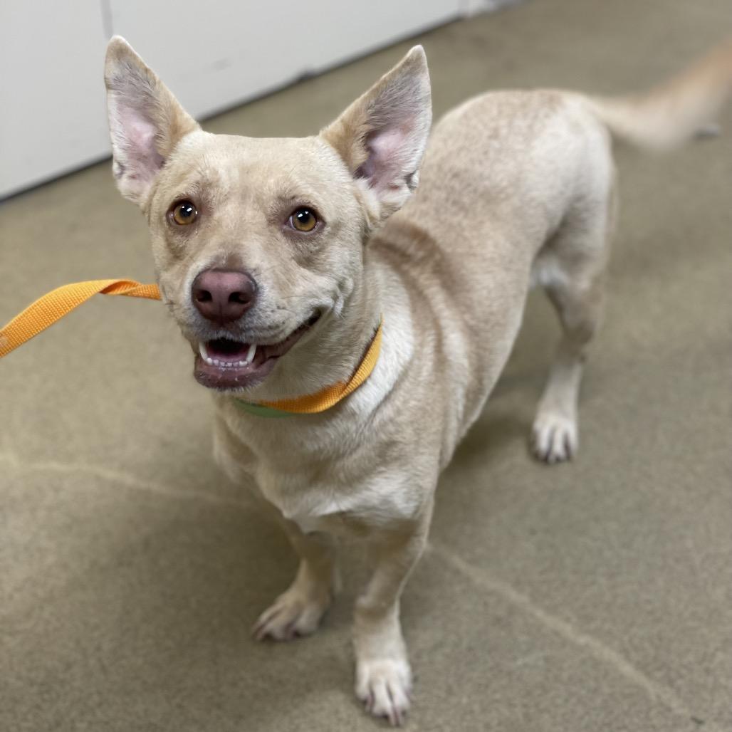 Enlarge Harmony, a Adoptable mixed breed in Riverside, CA image 6/6