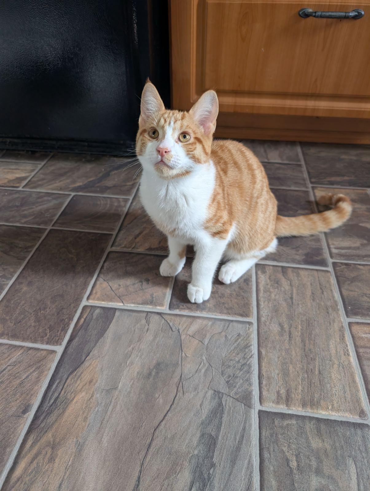 Maximus, Adoptable, Young Male Tabby.