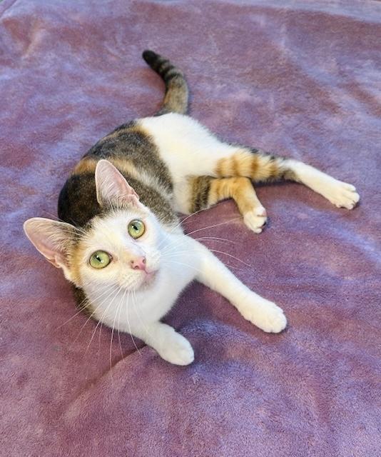 Daisy (VIDEO) Purr machine-loves lap