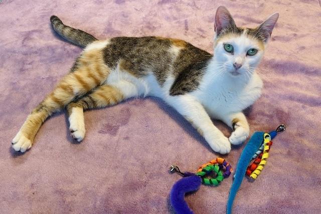 Daisy (VIDEO) Purr machine-loves lap, a Adoptable Domestic Short Hair in Daytona Beach, FL image 2/5