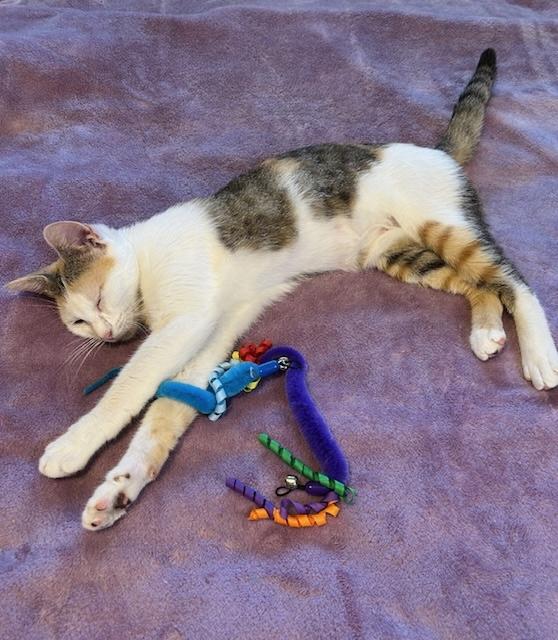 Daisy (VIDEO) Purr machine-loves lap