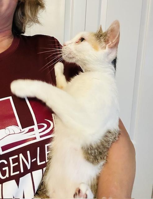 Daisy (VIDEO) Purr machine-loves lap, a Adoptable Domestic Short Hair in Daytona Beach, FL image 4/5