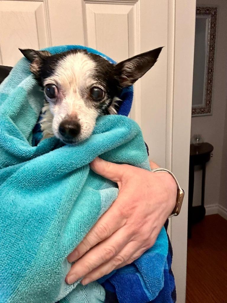Enlarge Lulu, a Adoptable Chihuahua in Sidney, BC image 5/5