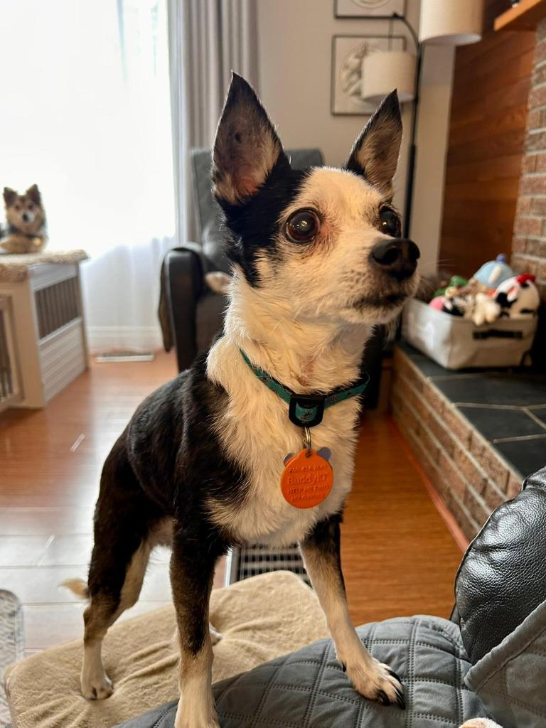 Enlarge Lulu, a Adoptable Chihuahua in Sidney, BC image 3/5