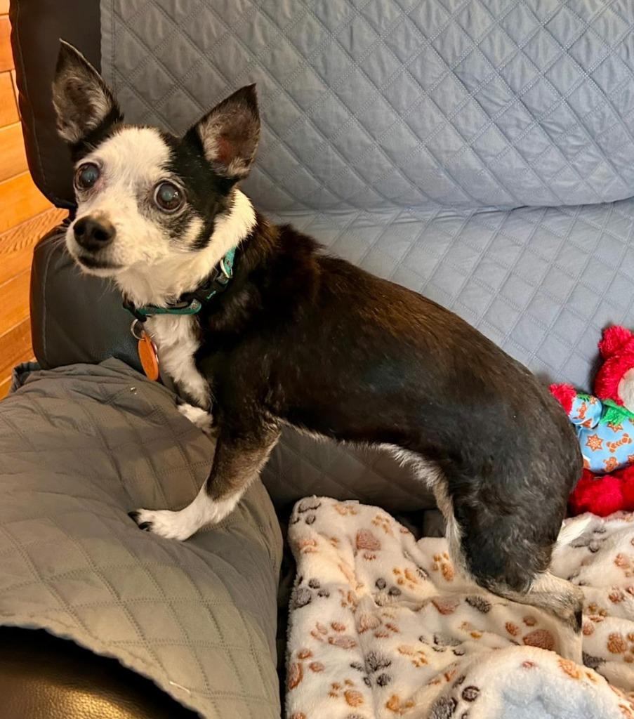 Enlarge Lulu, a Adoptable Chihuahua in Sidney, BC image 4/5