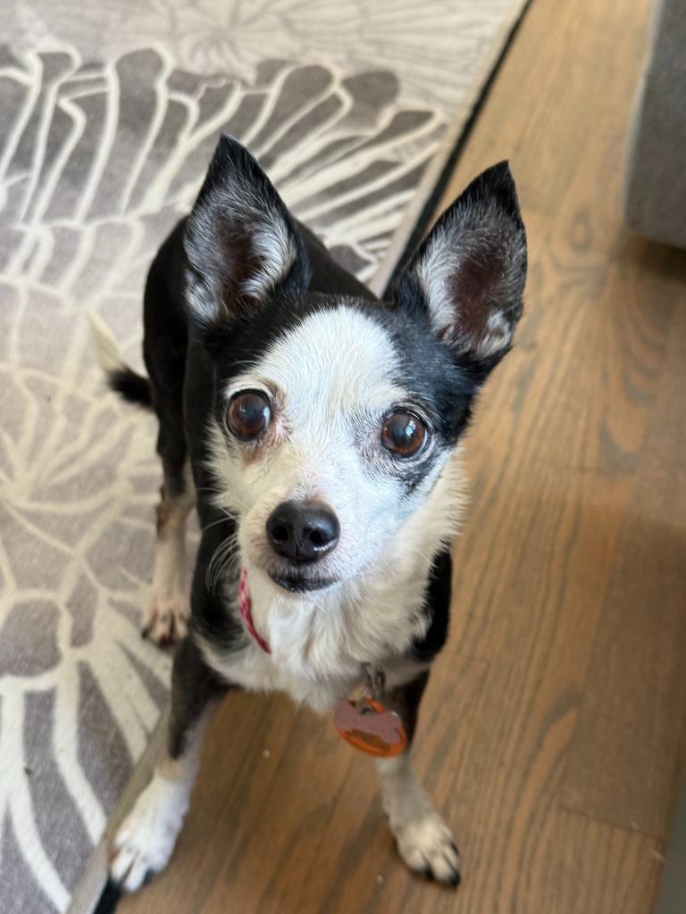 Enlarge Lulu, a Adoptable Chihuahua in Sidney, BC image 2/5