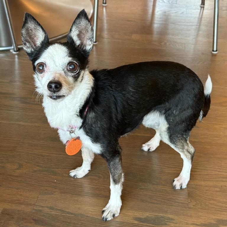 Enlarge Lulu, a Adoptable Chihuahua in Sidney, BC image 1/5