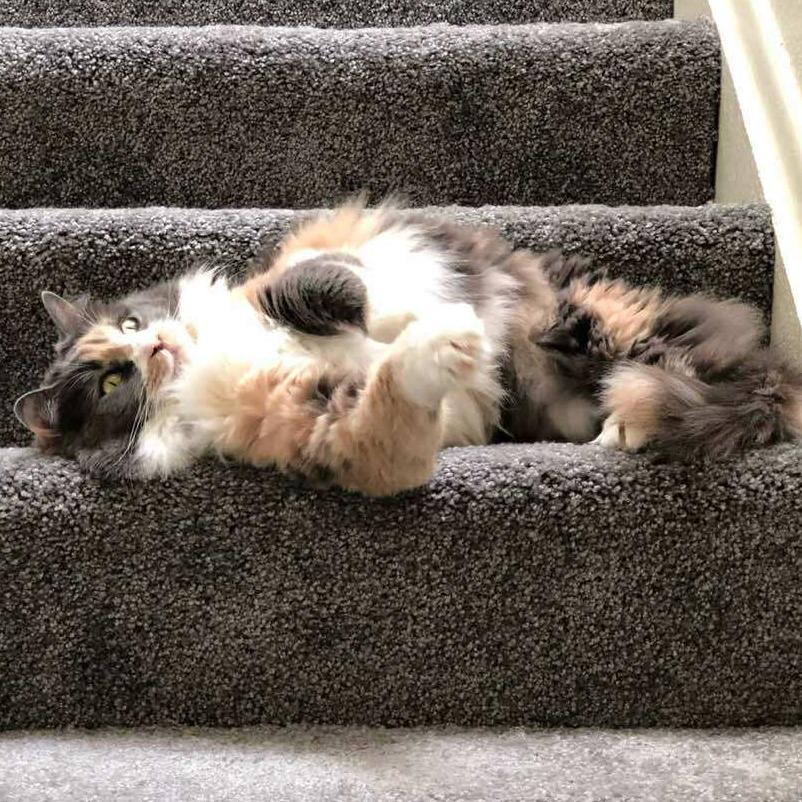 Enlarge Dynah, a Adoptable Domestic Long Hair in Grantsville, UT image 1/2