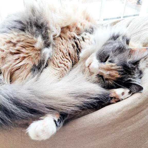 Enlarge Dynah, a Adoptable Domestic Long Hair in Grantsville, UT image 2/2